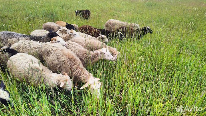 Продам овец