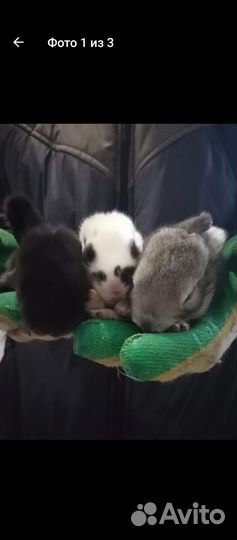 Кролики породы французский баран