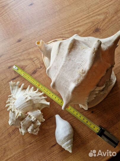 Морские раковины