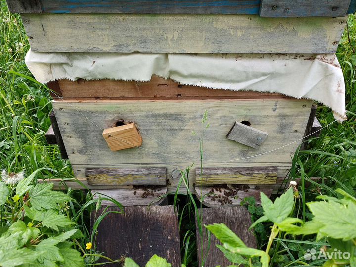 Пчелы с ульями