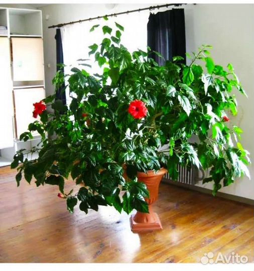 Гибискус китайская роза