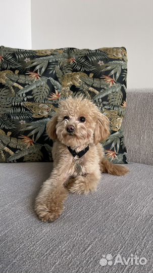 Вязка той-пудель тедди тикап