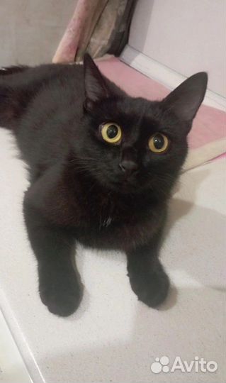 Кошечка Маруся в добрые руки