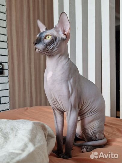 Канадский сфинкс