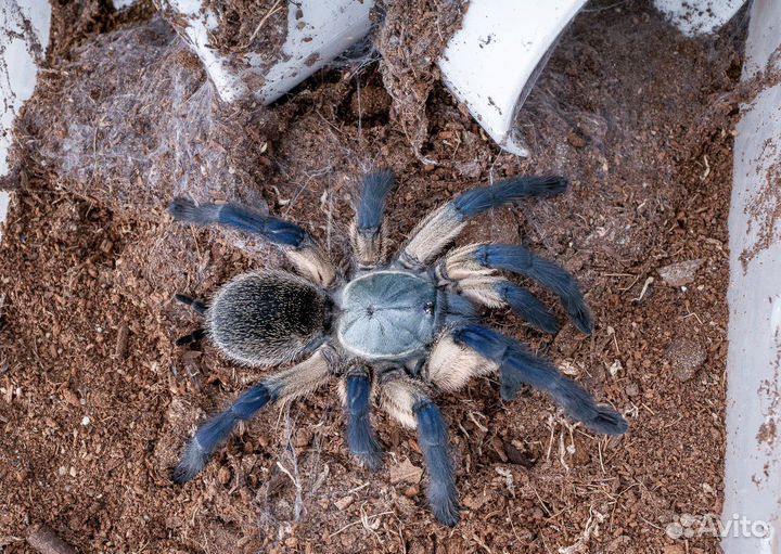 Пауки птицееды, скорпионы, фрины для новичков