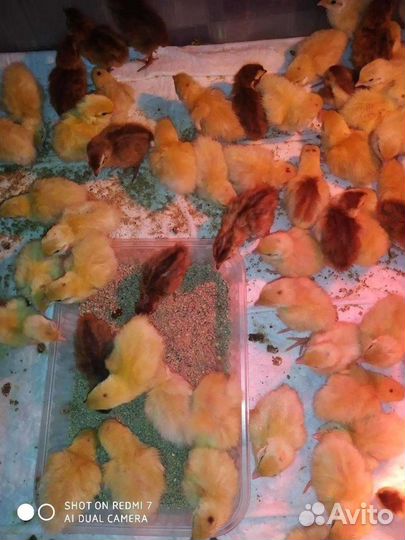 Яйцо перепелиное