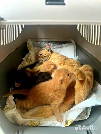 Кошка Ася ищет дом