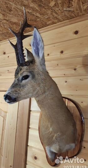 Чучело косули