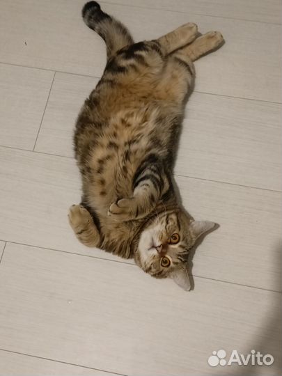 Шотландский кот на вязку