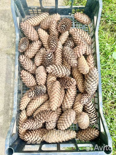 Шишки еловые