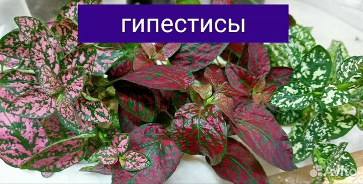 Комнатные растения