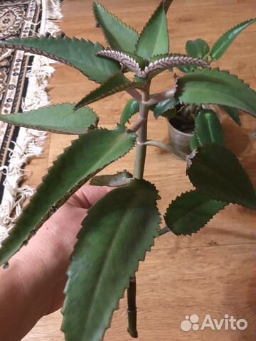 Каланхое лечебное