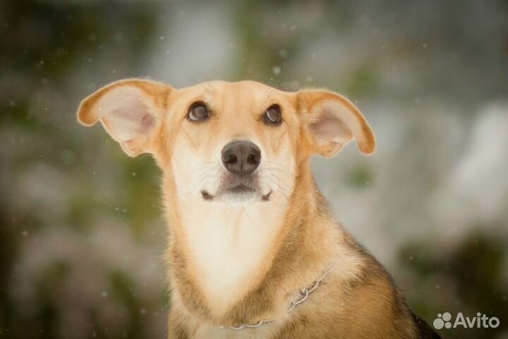 Алиса в добрые руки