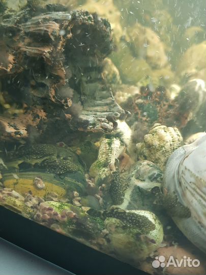 Продаю сомиков антрацитов