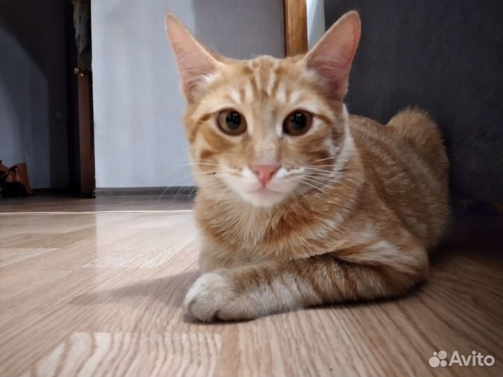Котик в добрые руки