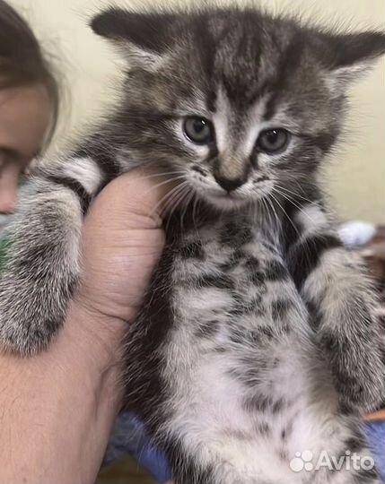 Котята в добрые руки бесплатно