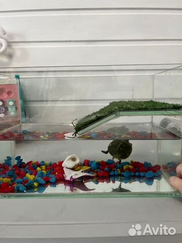 Красноухая черепаха с аквариумом маленькая объявление продам
