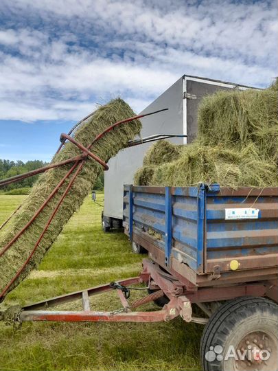 Сено отличного качества) 2023