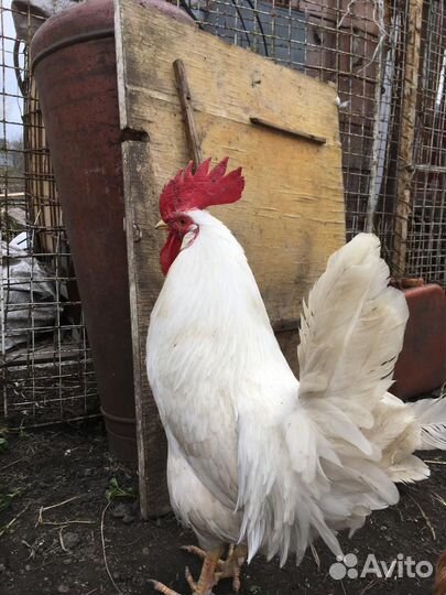 Молодые петухи