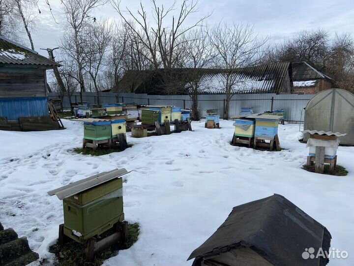 Пчелопакеты