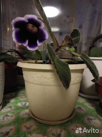 Глоксиния цветущая