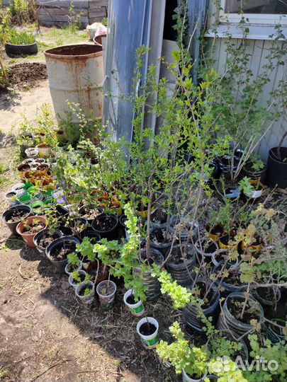 Саженцы разные