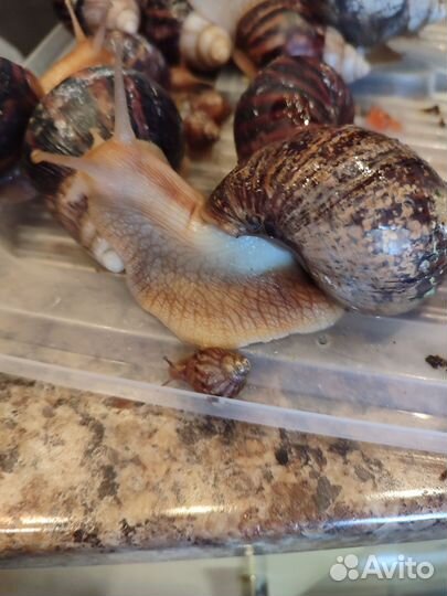 Улитки ахатины