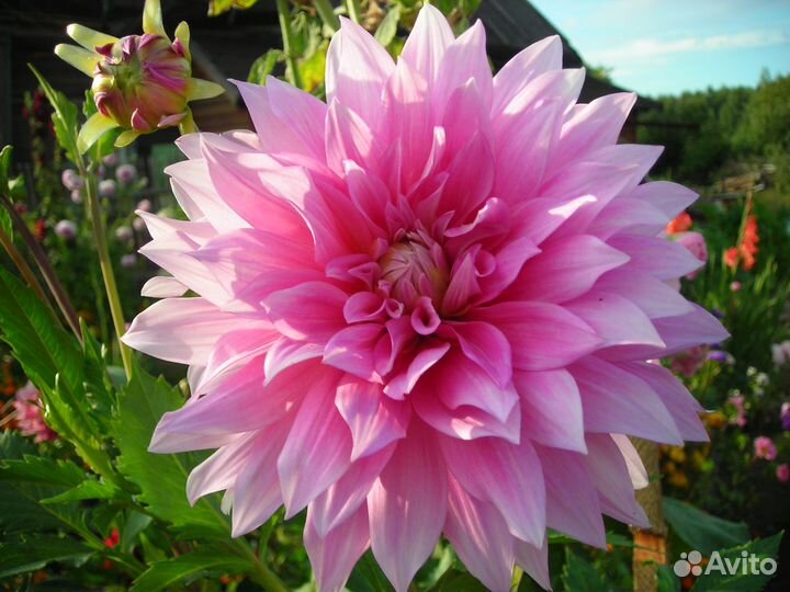 Делёнки георгин