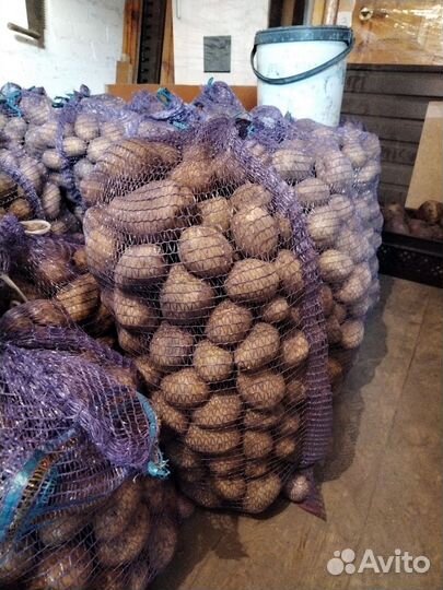 Продам картофель домашний