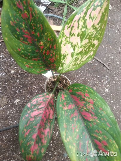 Аглаонемы разные