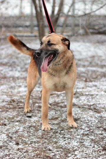 Собака бесплатно. Собака в добрые руки, в дар