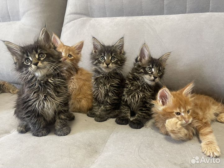 Котята мейн-кун