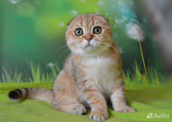 Шотландский котик