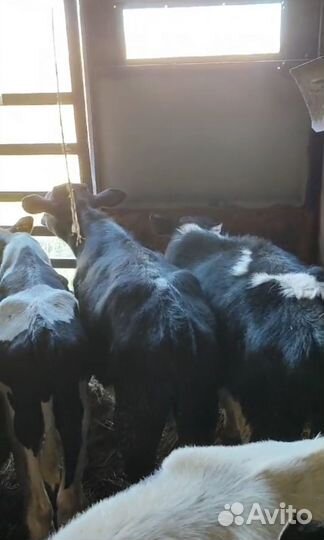 Телята бычки