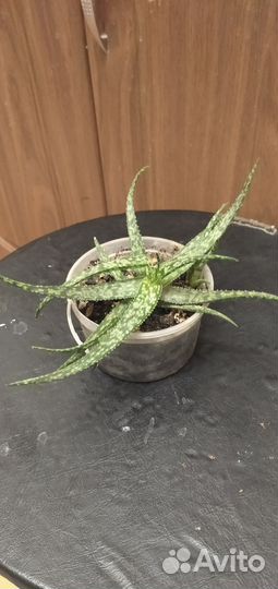 Суккуленты