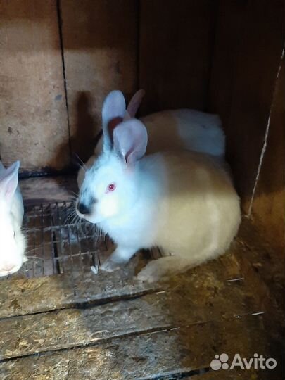 Калифорнийские кролики