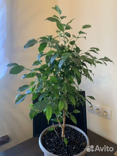 Фикус бенджамина