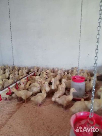 Гуси, утки, муларды