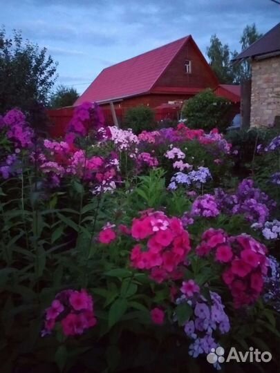 Цветы флоксы