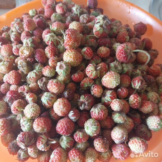 Продаю землянику