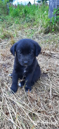 Щенки лабрадора