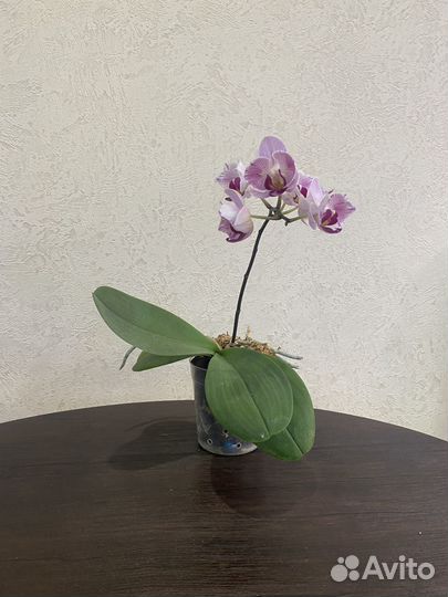 Эорхидея фаленопсис Little Gem Stripes цветущая