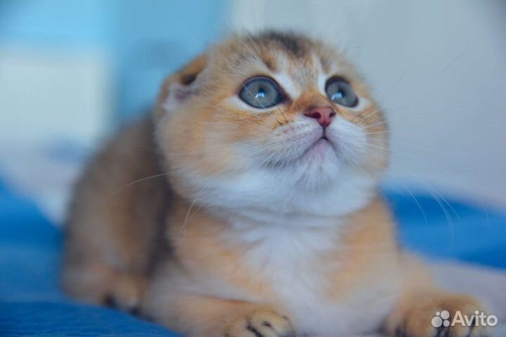 Шотландские вислоухие котята