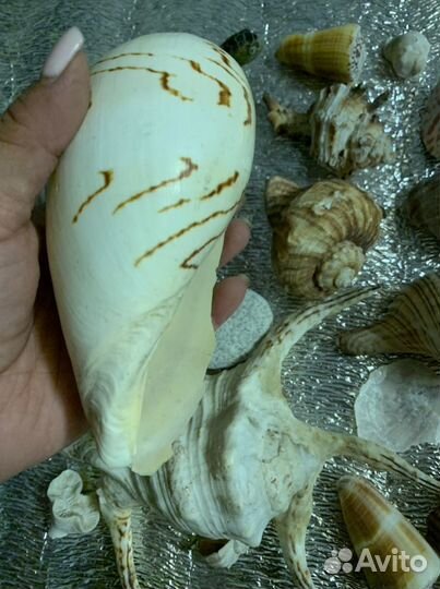 Морские ракушки и раковины разной формы и вида