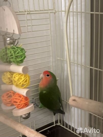 Попугай неразлучники с клеткой
