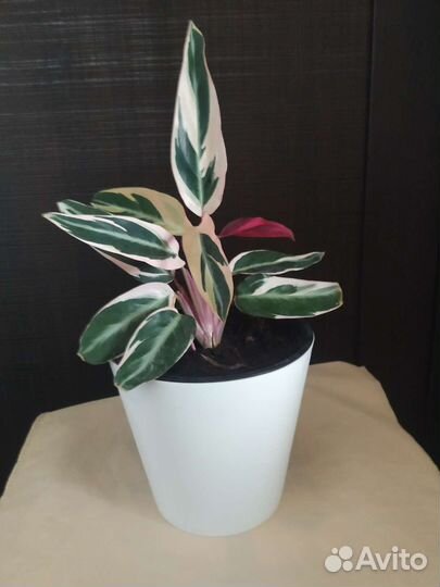 Строманта триколор