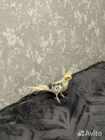 Попугай корелла