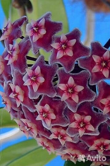 Хойя Pubicalyx Splash