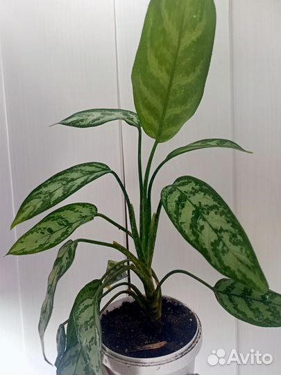 Аглаонема