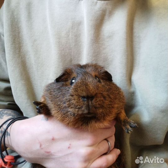 Выездой вет врач по грызунам